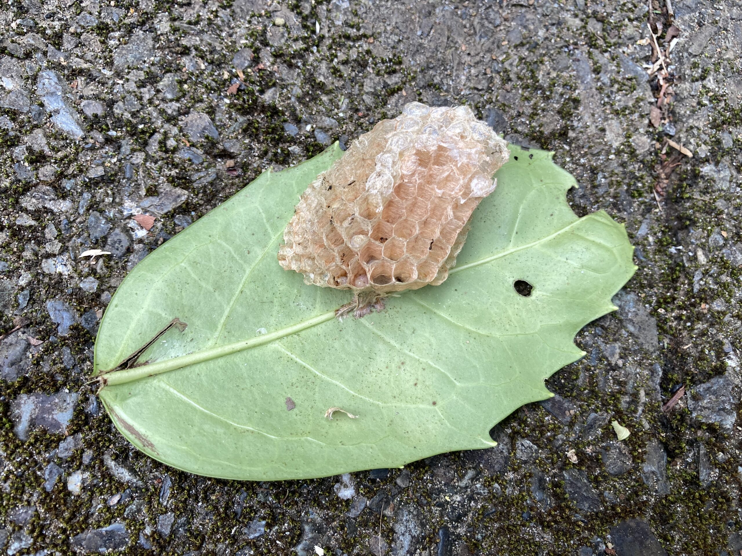 蜂の巣　南天の実、葉 低木の葉の裏にも巣を作る - 伊豆の建築＋不動産＝YOUR HOME伊豆の建築